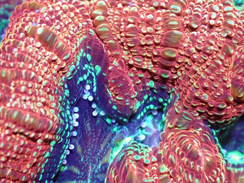 サンゴ】【通販】【オーストラリア産】オオトゲキクメイシ（Bowerbanki