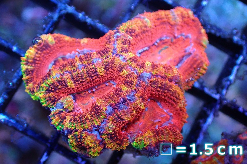 サンゴまとめ買い割引き10％〜20%OFF対象商品】 【サンゴ】【通販