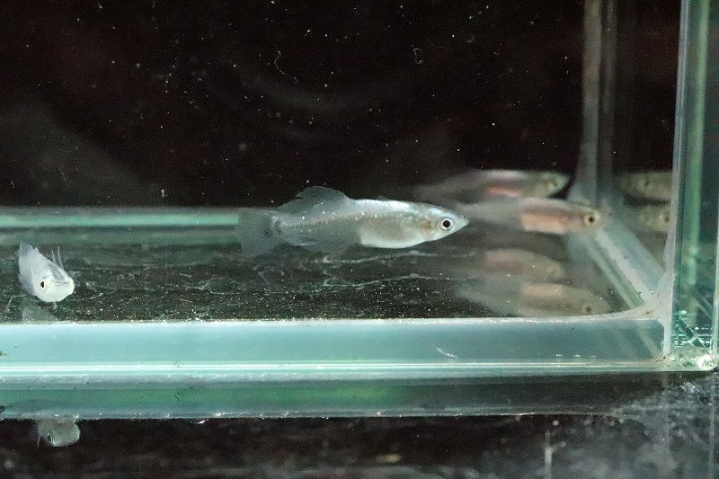 淡水魚】魔王メダカ(スーパーブラック螺鈿光スーパー強光)【1匹