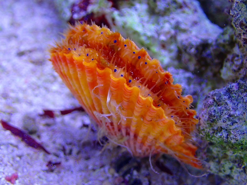 決算セール10％OFFクーポン対象個体】 【海水魚・貝】極美