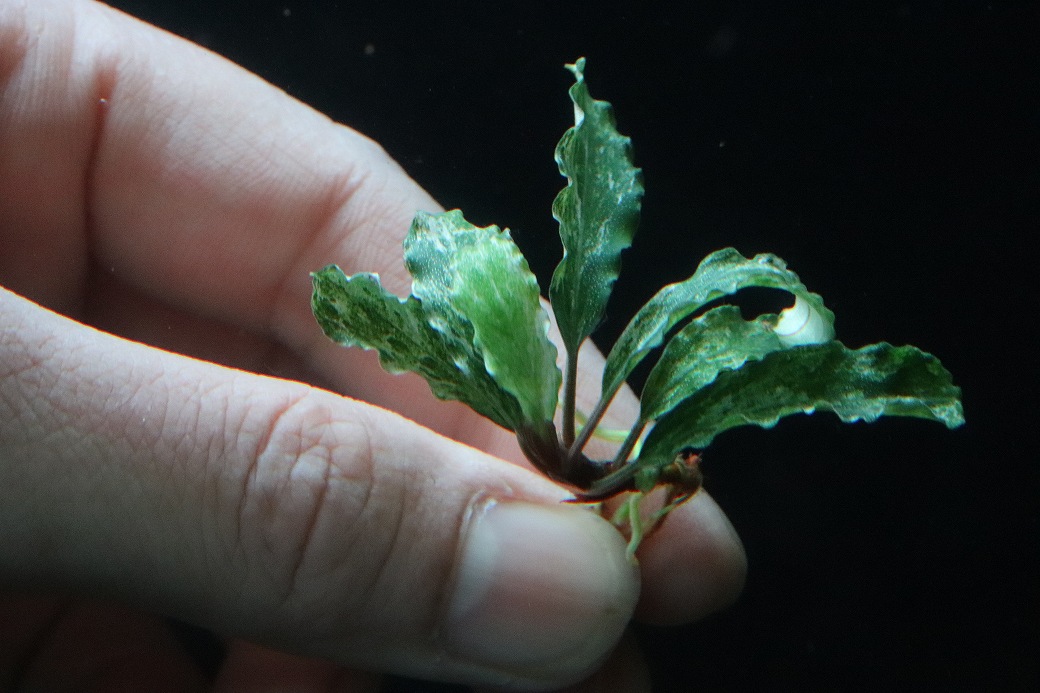 通販 水草】レア種 ブセファランドラ sp グリーンウェービー斑入り【1