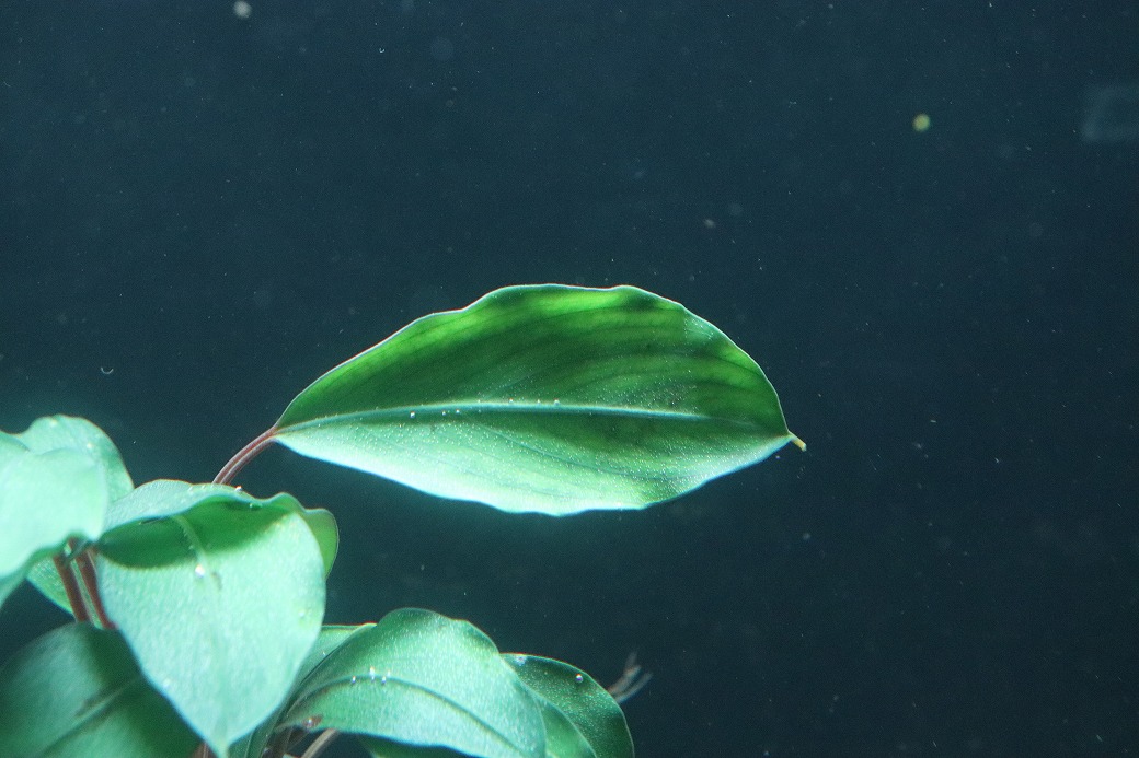 ブセファランドラ sp. 