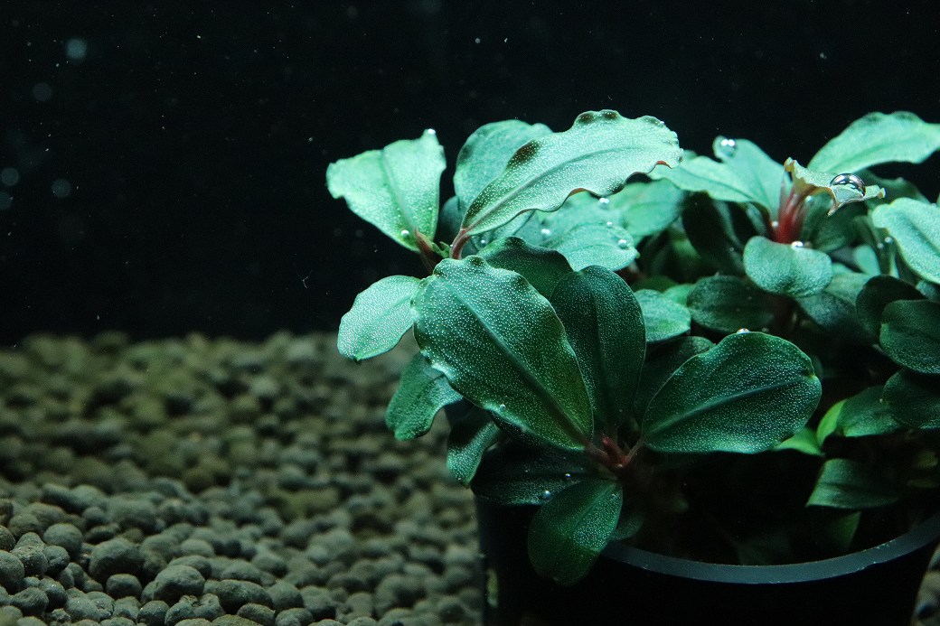 陰性水草の王様的存在ブセファランドラAurora KN便 通販 水草