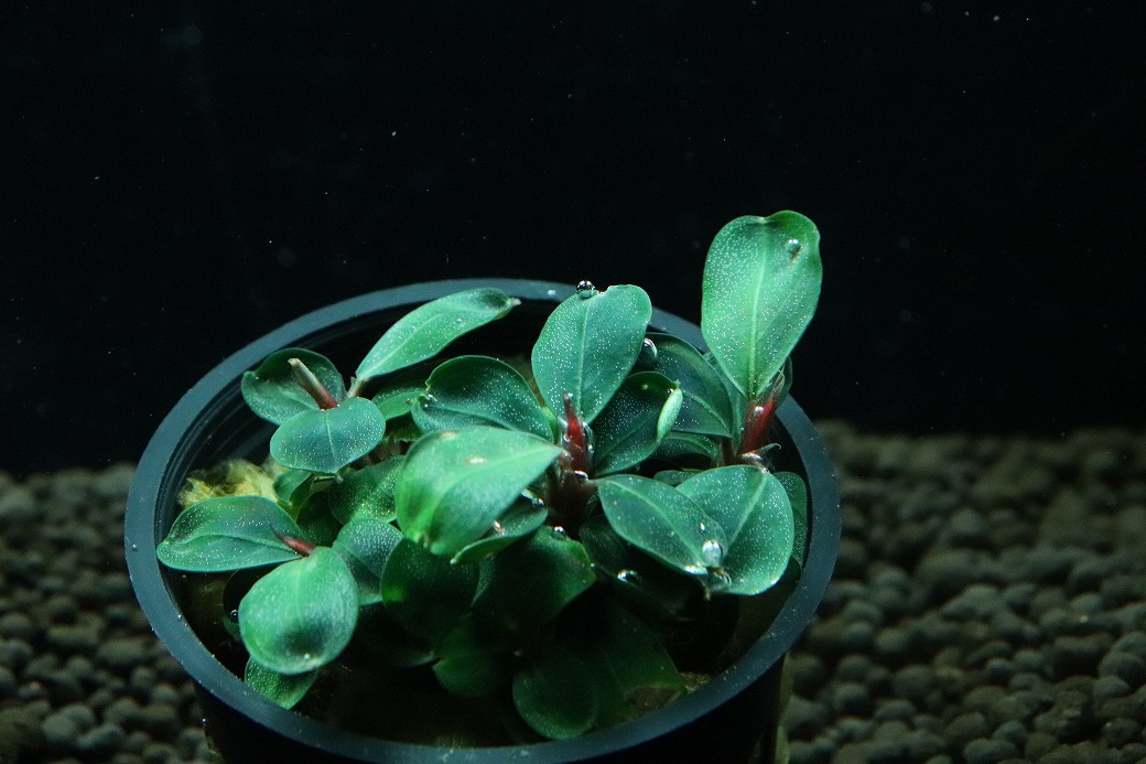 ブセファランドラ sp.“Dark gray” TB便 本物 【TB便】ダークグレイ