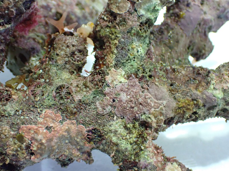 kainazzo 大きめ枝状ライブロック-20 1000g 希少 kainazzo 枝状ライブ