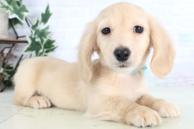 新潟県のミニチュアダックスフンドの子犬を価格や特徴で探す|ペット