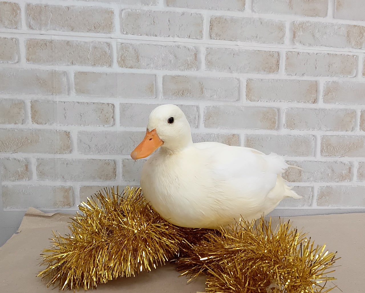 その他｜ペット検索｜ペット大好き！