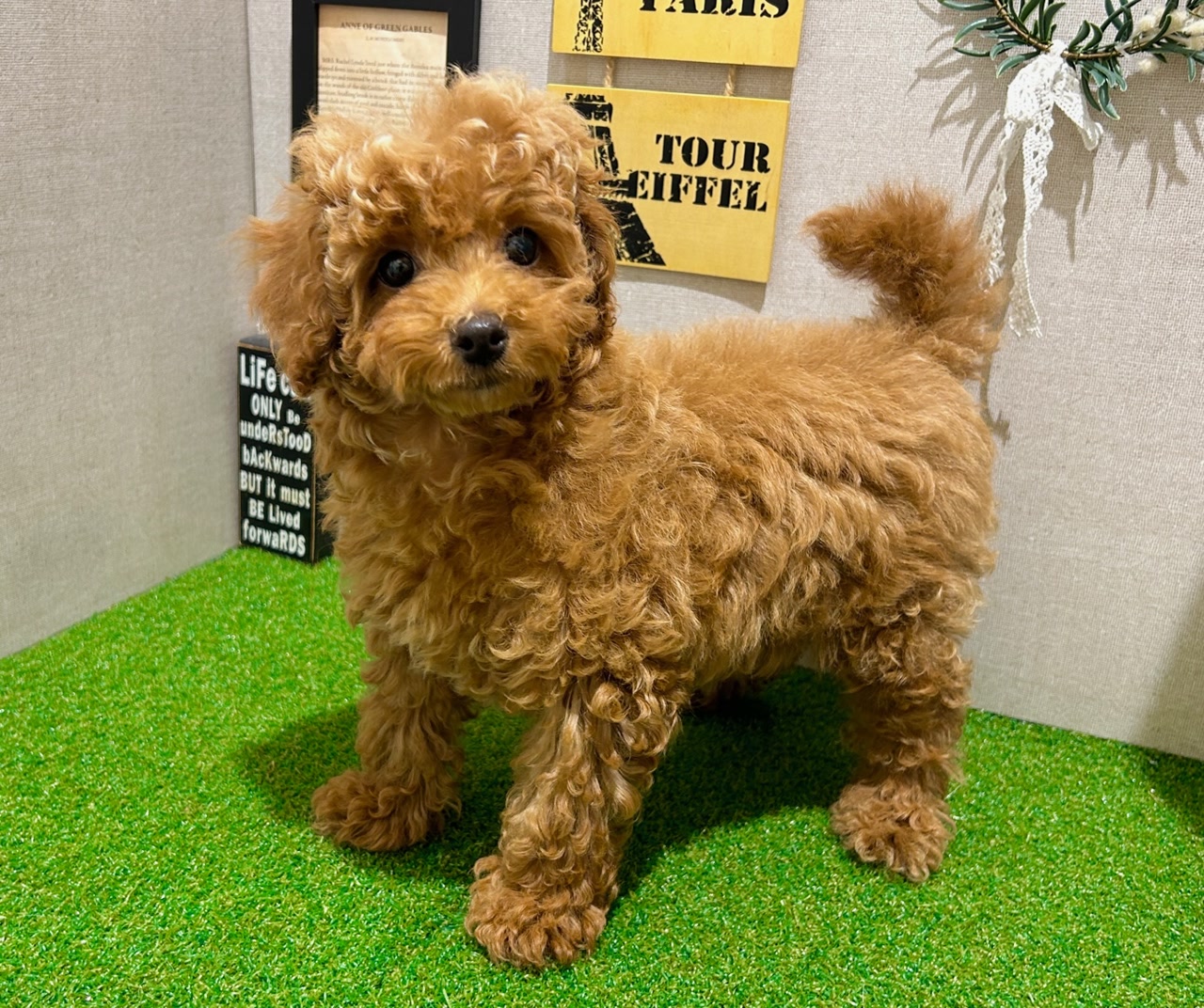 トイ・プードル｜ペット検索｜ペット大好き！