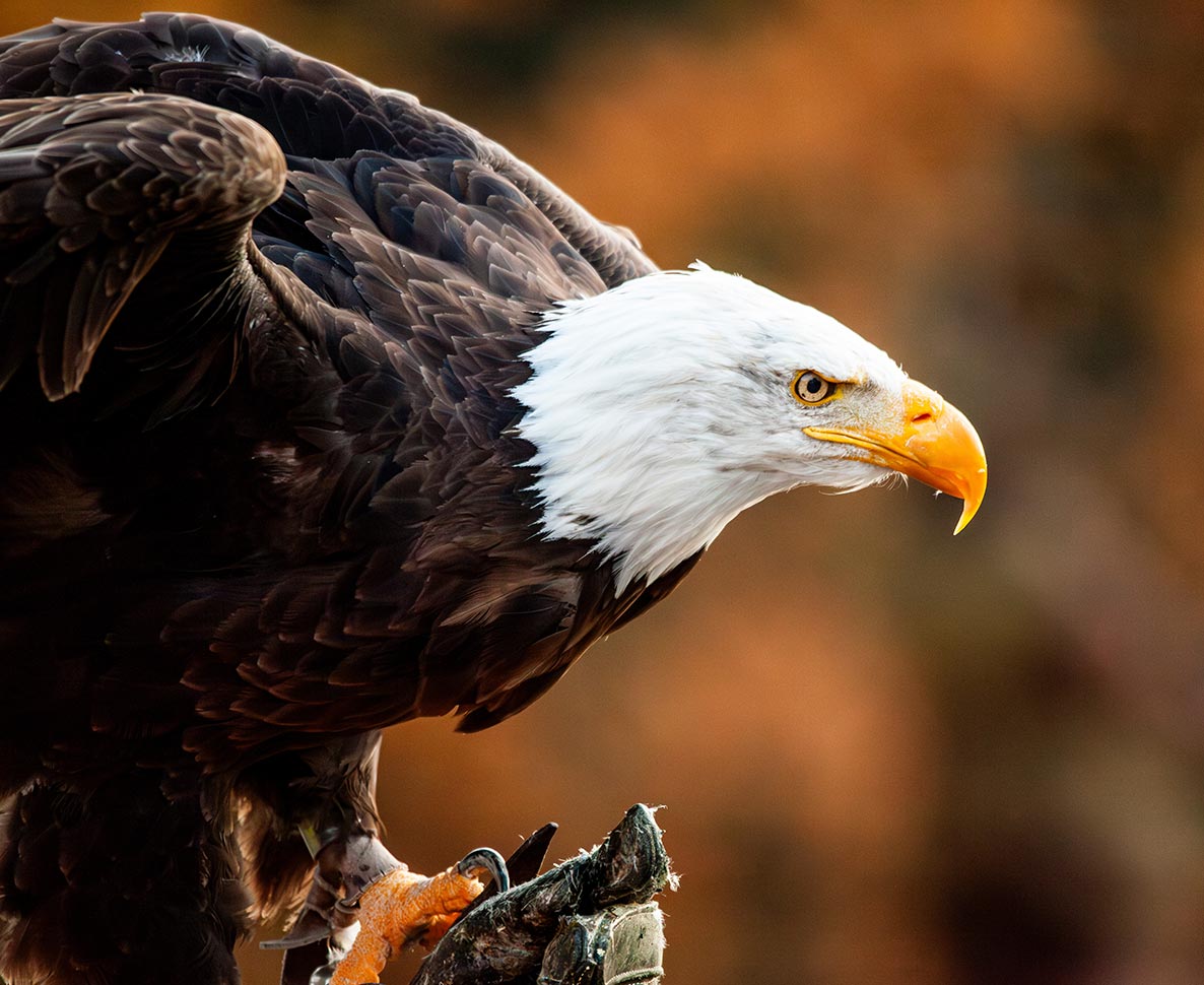 米国を象徴するワシがついに「国鳥」正式指定｜ワールドペットニュース