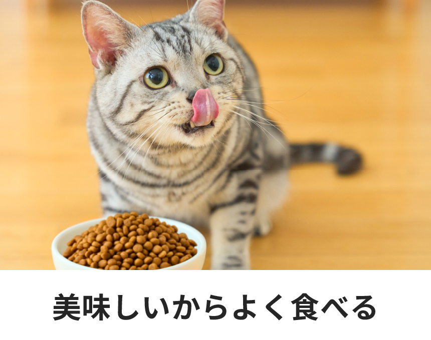 猫用キドニーケア＜フィッシュテイスト＞｜Dr.'s（ドクターズ
