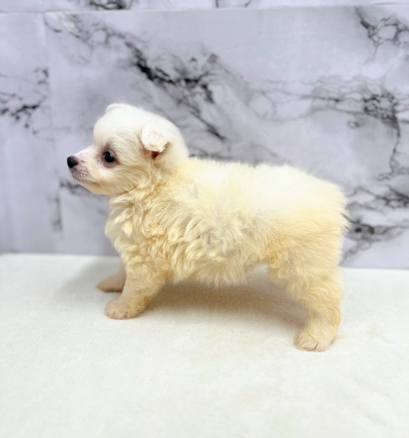 ポメラニアン 犬 イヌ いぬ クマノミ ぽぽち ペット 動物 アート