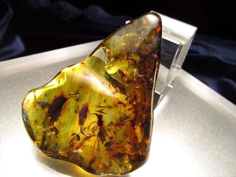 虫本琥珀 虫入りアンバー 即納 琥珀 ユニーク 天然石 宝石 化石 Amazon