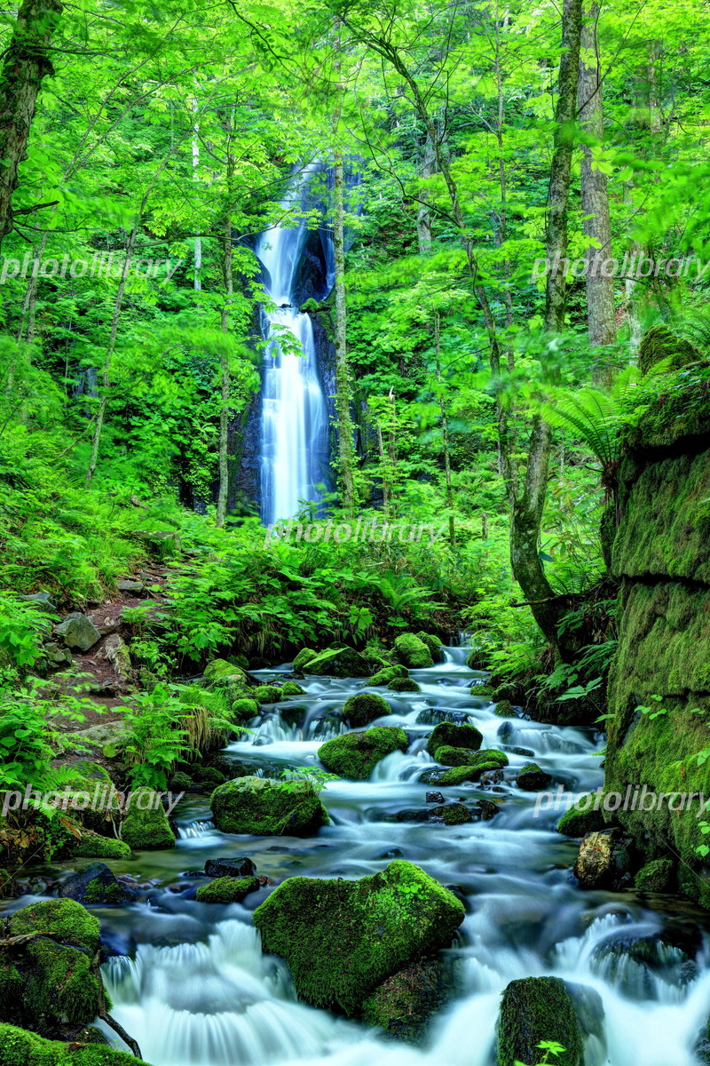 新緑の奥入瀬渓流 雲井の滝 写真素材 [5673509] - フォトライブラリー