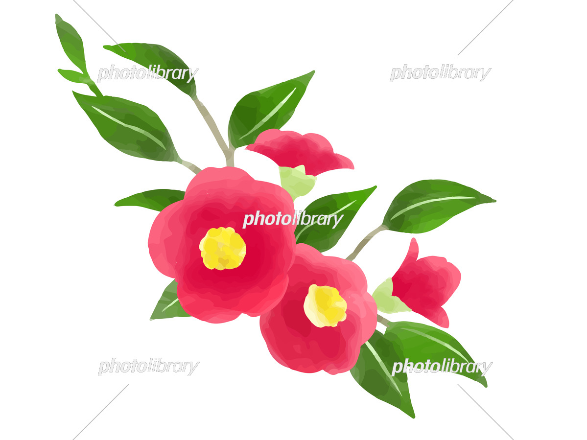 水彩風の椿の花のイラスト素材 イラスト素材 [7245741] - フォトライブ
