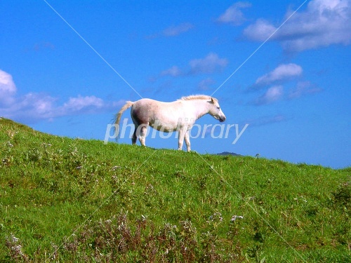 馬のいる風景 写真素材 [1253263] - フォトライブラリー