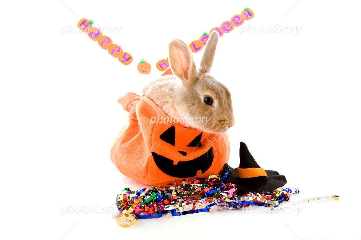 ハロウィン南瓜とうさぎ 写真素材 [967496] - フォトライブラリー