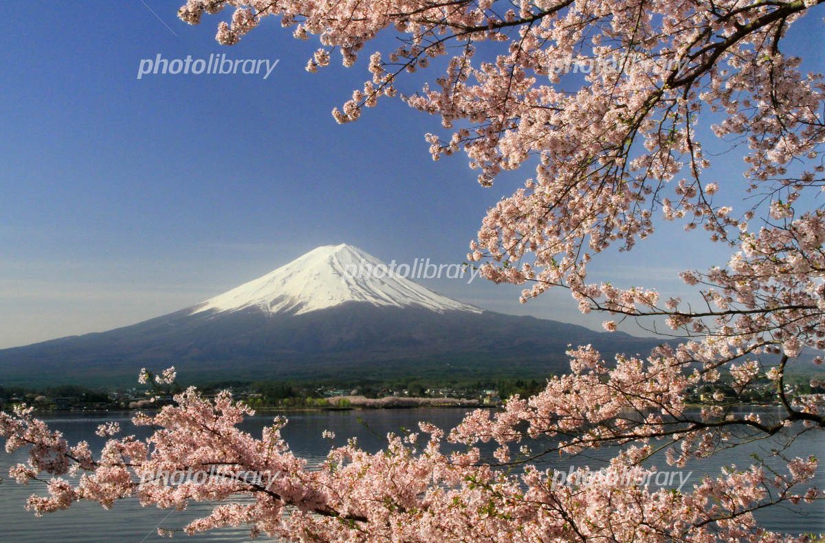 桜と富士山の写真 額入り