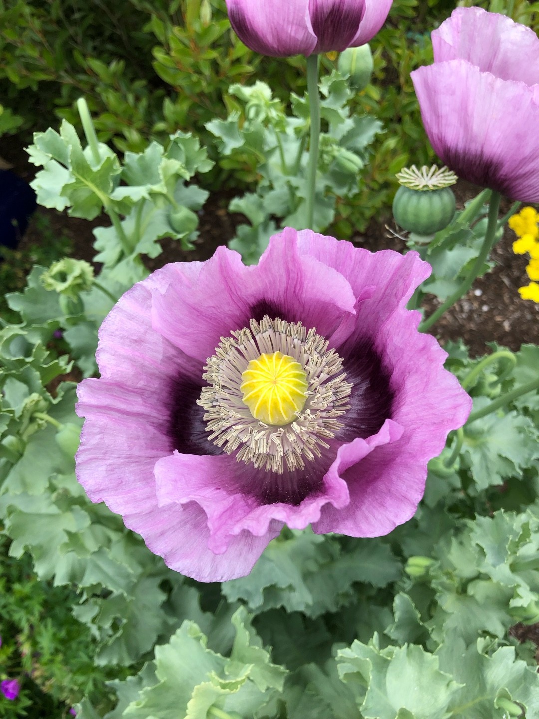 ケシ（芥子） 'Hungarian Blue' (Papaver somniferum 'Hungarian Blue