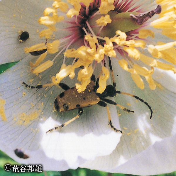 フタスジカタビロハナカミキリ｜京都府レッドデータブック2015