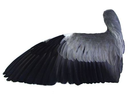 アオサギの翼標本と尾標本 鳥の羽根 アオサギの翼標本と尾標本 鳥の