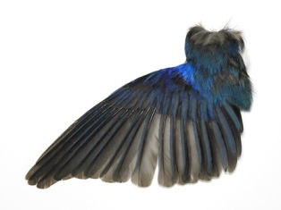 アオサギの翼標本と尾標本鳥の羽根