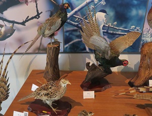 キジの剥製 2025年最新】キジ剥製の人気アイテム - メルカリ