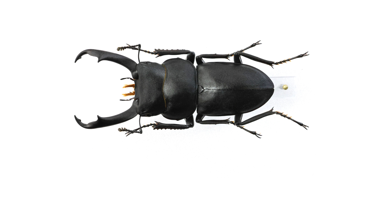 え*読様 オオコクワガタWF1 大型63㎜ 超珍品 え*読様 オオコクワガタ