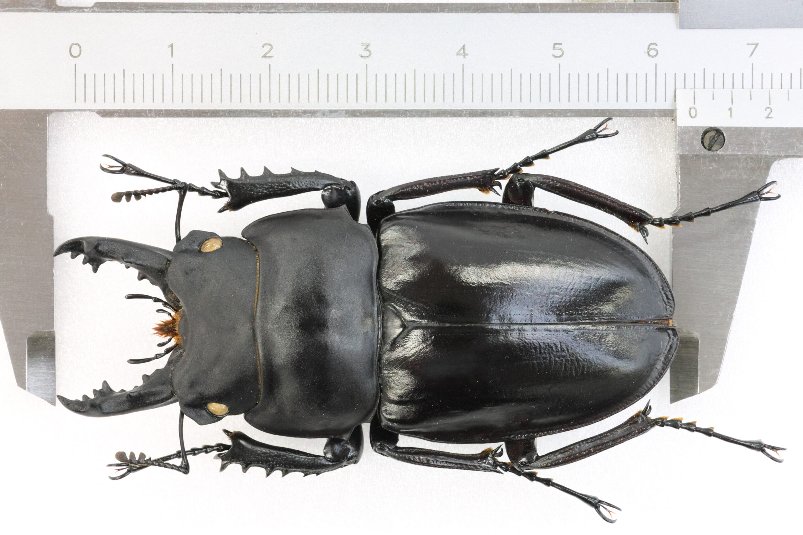 ○希少○アマミマルバネクワガタ【標本】徳之島産51ミリ ○希少