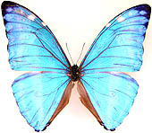 モルフォチョウ族のページ：リスト1