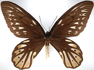 ジャコウアゲハ族のページ：リスト2