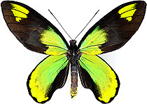 ジャコウアゲハ族のページ：リスト2