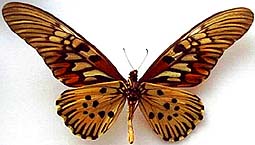 アゲハチョウ族のページ：リスト8