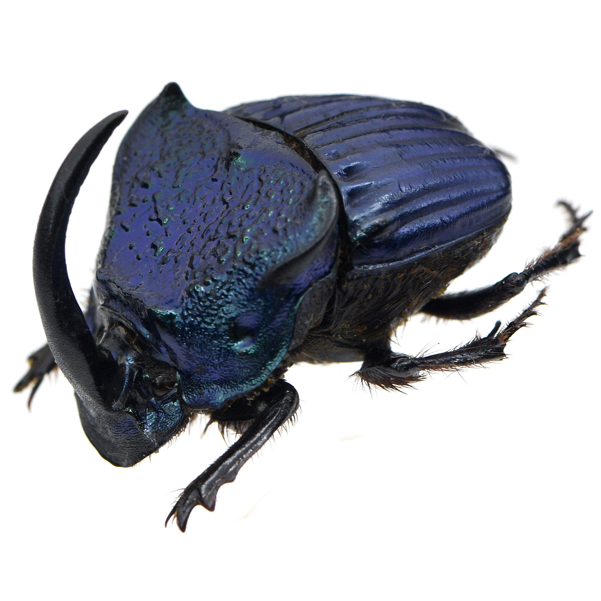 オファー エクアドル産 ハロルドニジダイコクコガネ 21mm エクアドル産