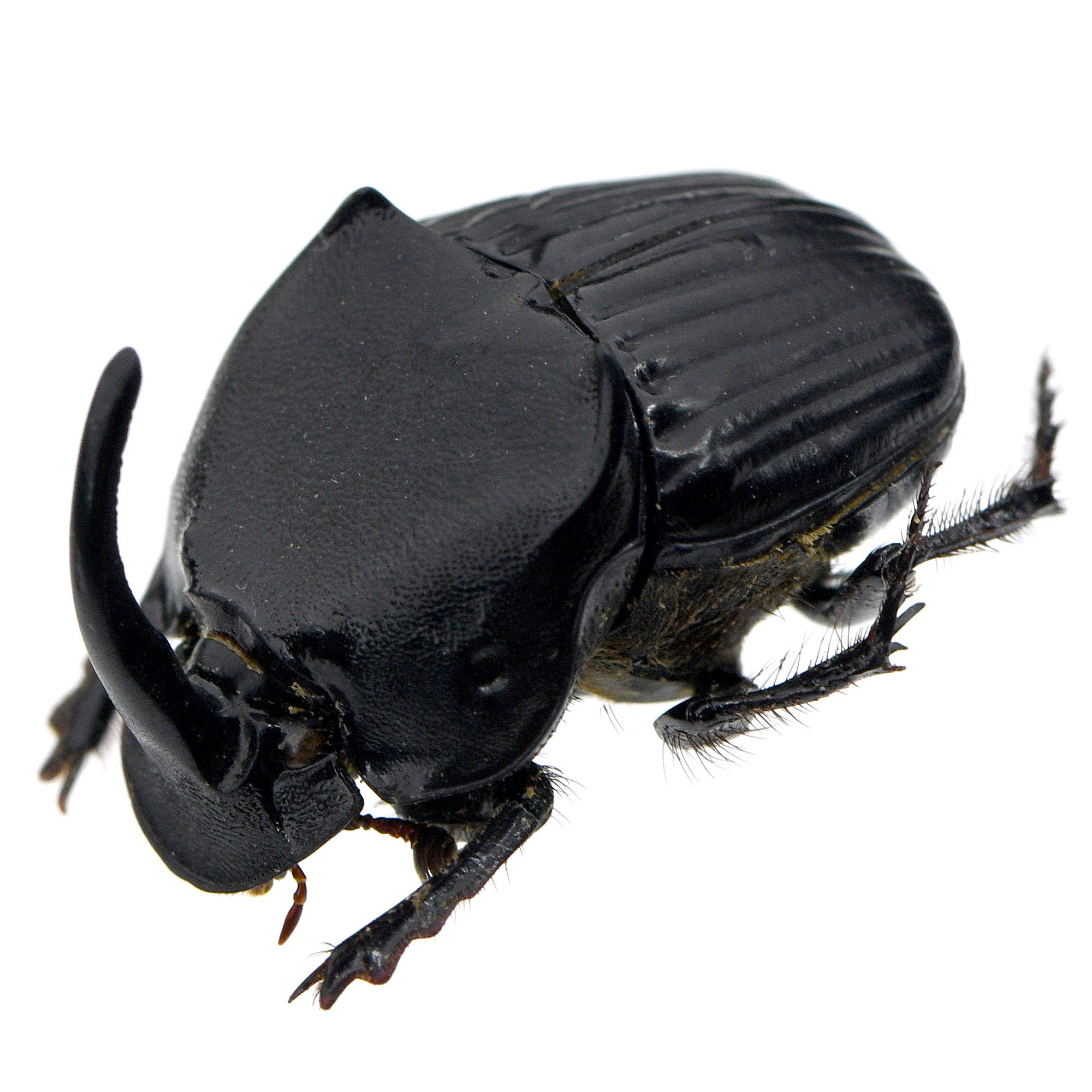 ランキフェールニジダイコク 標本 良型 ランキフェルオオニジ