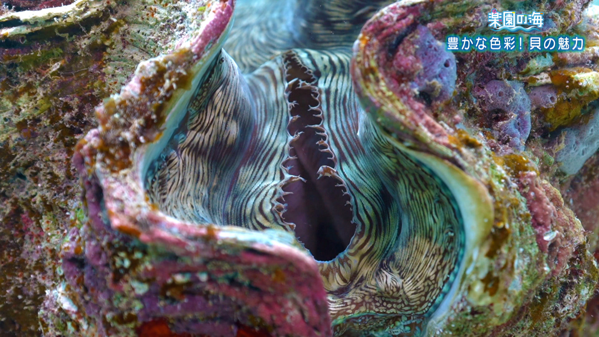 楽園の海「地味なんて言わないで！貝特集！」 – QAB NEWS Headline