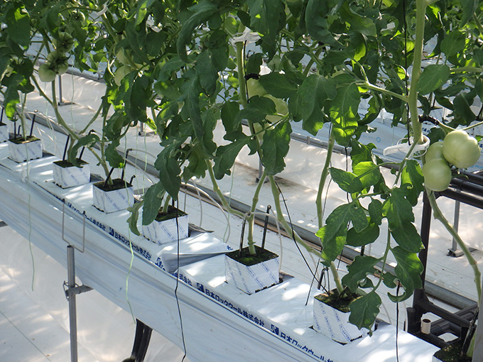 やさいはな®ポット | 日本ロックウール株式会社│ニチアスグループ