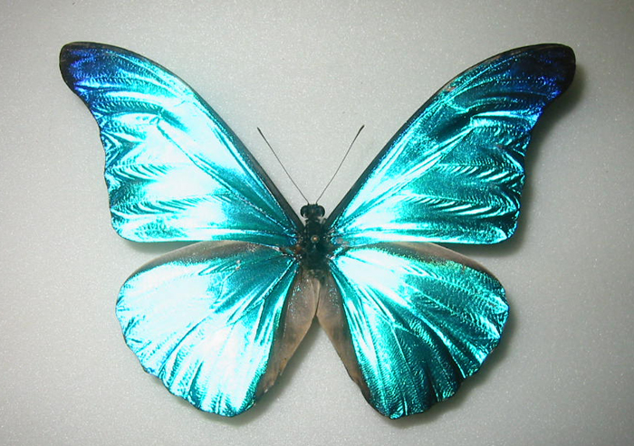 レテノールモルフォ Morpho rhetenor rhetenor ～ 蝶の標本 麗蝶 ～