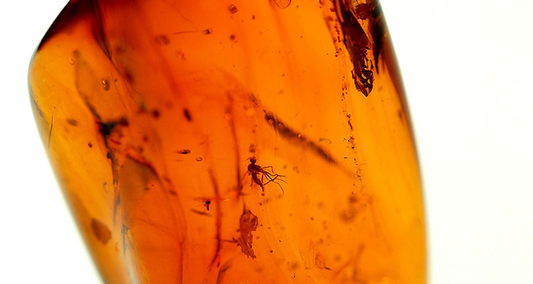 虫入り原石】ミャンマー産 天然琥珀(コハク) バーマイト Burmite