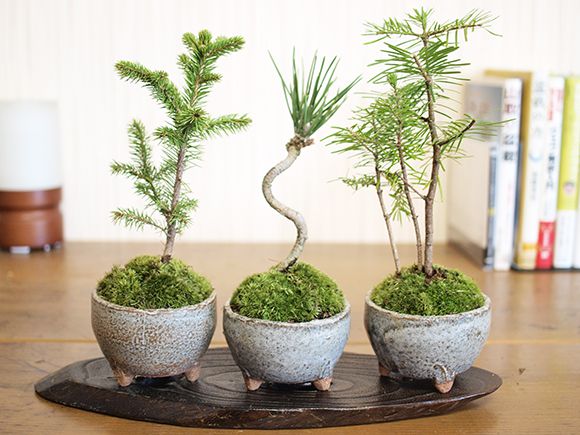 楽天市場】ミニ盆栽 ミニ松 三点セット トドマツ 黒松 エゾ松 ミニミニ