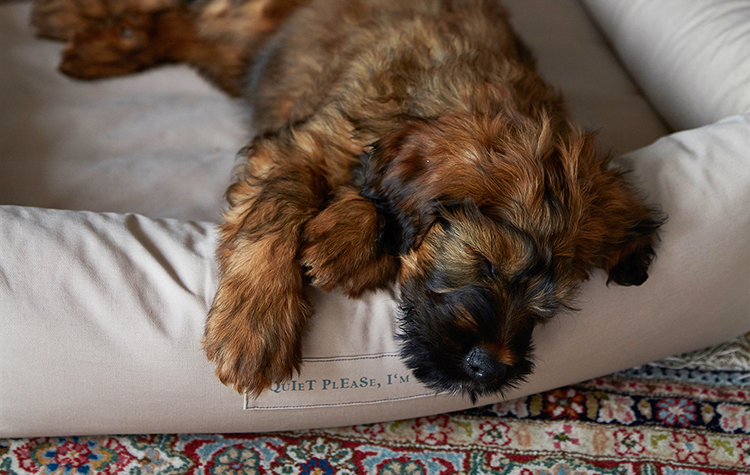 楽天市場】犬用コート Cloud7 クラウド7 グラスゴー グリーンチェック