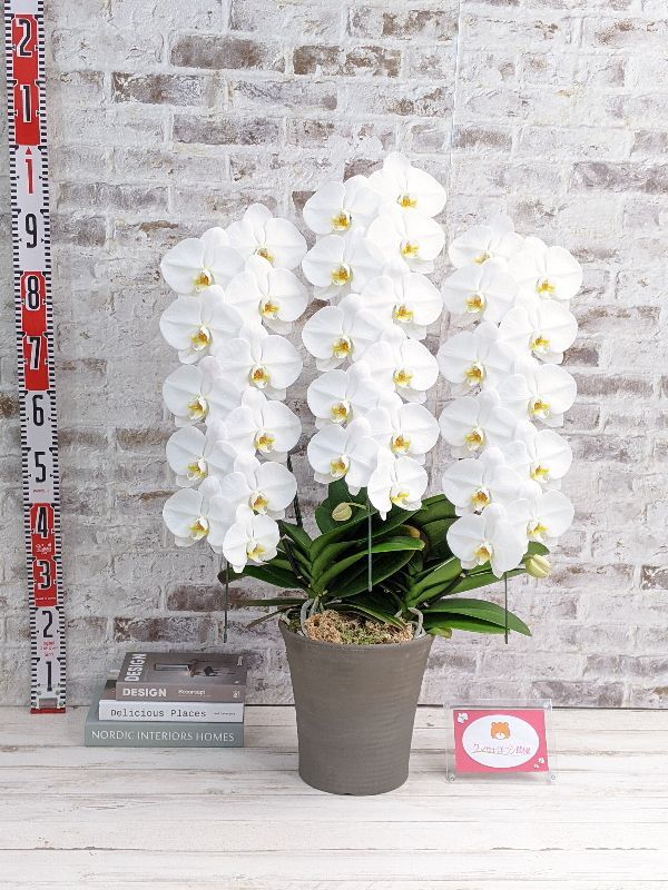 清朝瑠璃8面取り蜻蛉耳付き花入れ