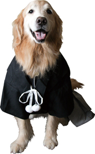 羽織袴・紋付き袴（大型犬用）