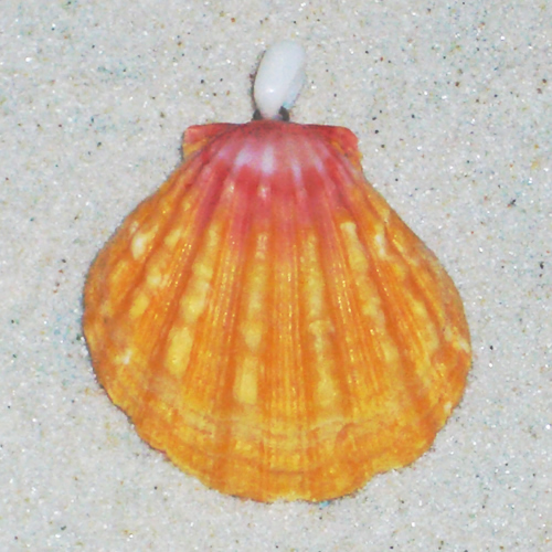 ハワイアンショップ Red Lehua(レッド レフア) / サンライズシェル