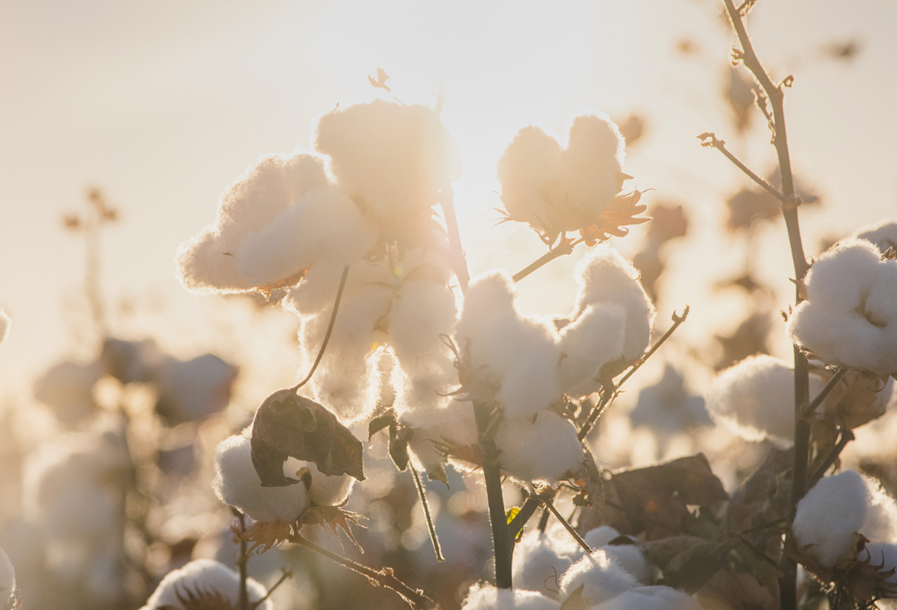 リファギンザタオル - ReFa GINZA TOWEL | 商品情報 | ReFa（リファ