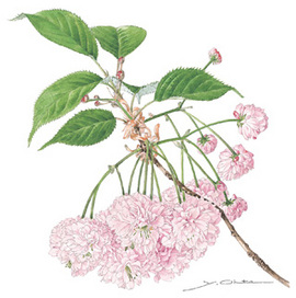 春期企画展「ボタニカルアート 太田洋愛の桜原画展 －荒川ゆかりの桜を