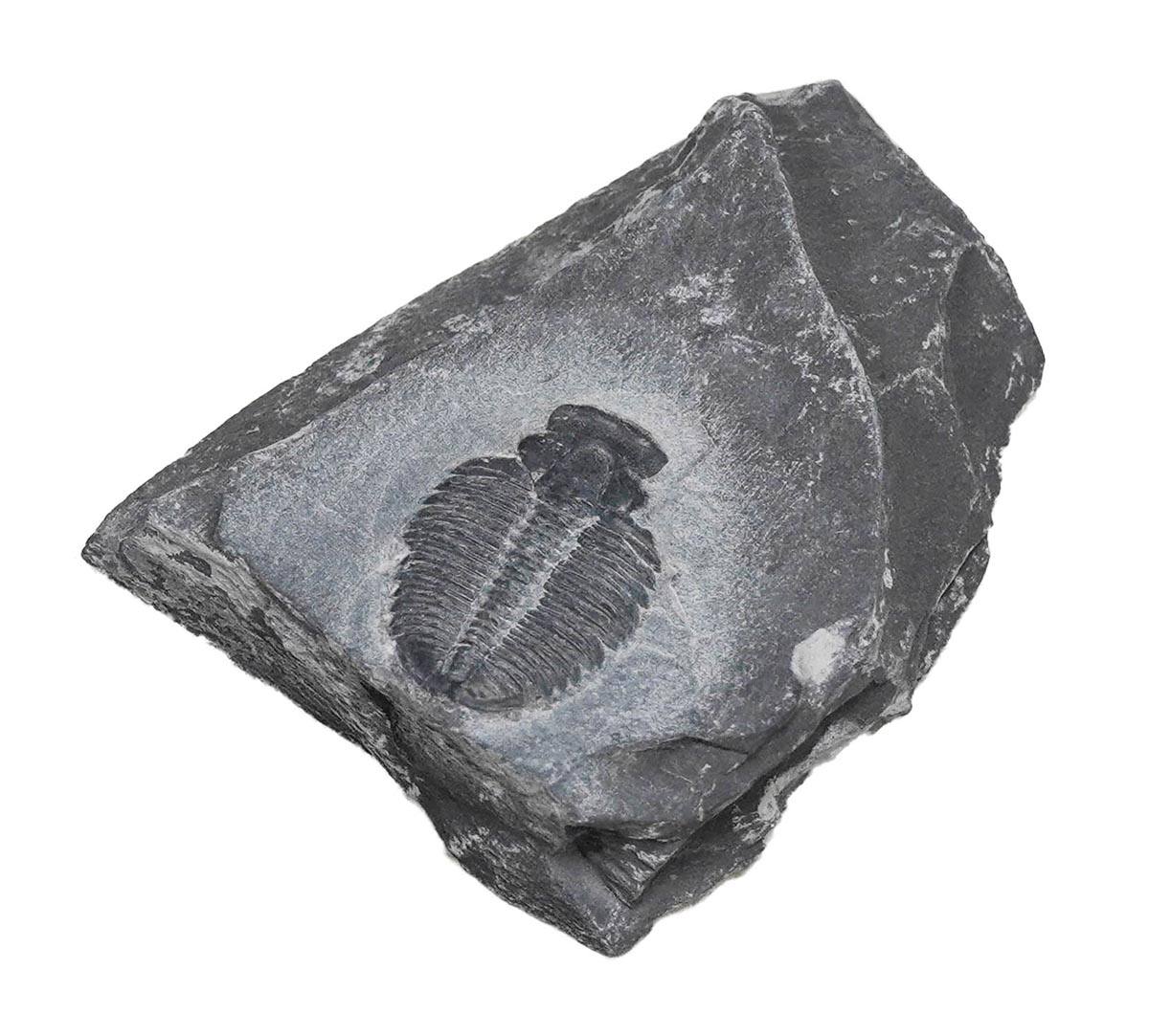 化石 三葉虫 ロシア産 防御姿勢 エンロール 美麗標本 人気のパックマン