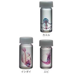 透明骨格標本 (シリーズ) 【りかなび】ケニス株式会社