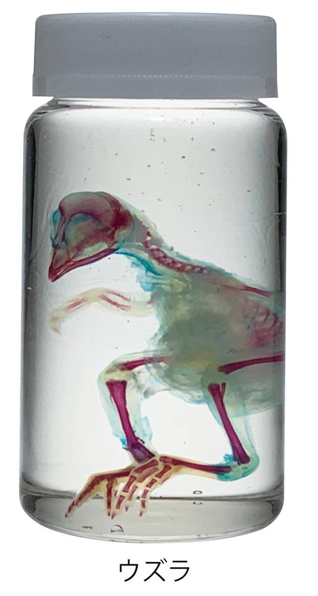 透明骨格標本 QL【りかなび】ケニス株式会社