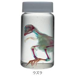 透明骨格標本 QL【りかなび】ケニス株式会社