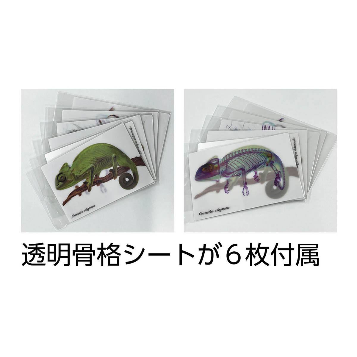 透明骨格標本 SST－S【りかなび】ケニス株式会社